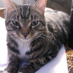 Meet your Posher, Amy